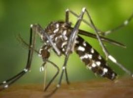 [Mosquito da família Aedes Aegypti chega à Bahia e pode transmitir até 7 doenças]