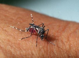 [Notificação de casos de Zika passa a ser obrigatória no Brasil]