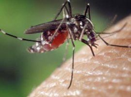 [Correios usarão capilaridade para conscientizar sobre combate ao Aedes aegypti]
