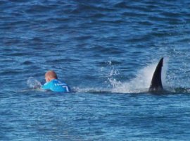 [Surfista é atacado por tubarão durante campeonato mundial. Vídeo!]