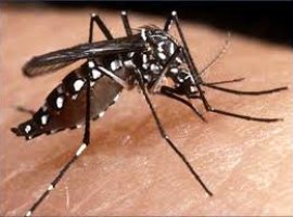 [Dengue, Zika, Chikungunya e Síndrome Guillain-Barré; saiba detectar os sintomas]