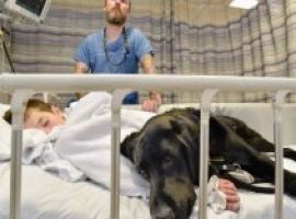 [Cachorro ajuda menino autista de 9 anos e não o deixa nem no hospital]