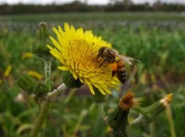 [Diminuição de abelhas e outros polinizadores ameaça agricultura]