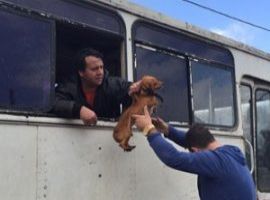 [Morador salva mais de 100 cães de enchente no RS e lota ônibus]