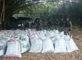[Polícia encontra 20 hectares de maconha no Piauí]