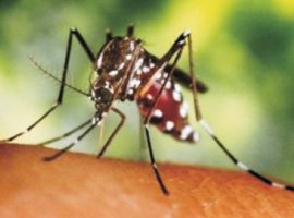 [Casos de dengue, zika e chikungunya já registram quase  95 mil]