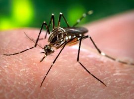 [Sesab repassa R$ 3,7 milhões para municípios combaterem dengue e chikungunya]