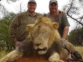 [Ministra do Zimbábue pede extradição de americano que matou leão Cecil]