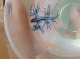 [Dragão azul é encontrado por pescadores em Camaçari]