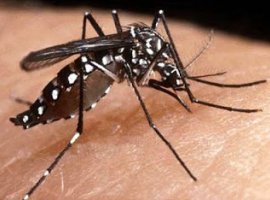 [​Faxinaço contra o Aedes percorre nove bairros de Salvador hoje]