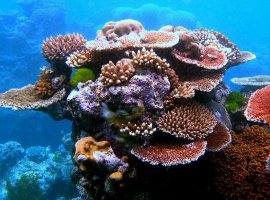 [Aumento da temperatura dos oceanos ameaça levar à extinção dos corais]