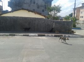 [Cachorros abandonados na rua inquietam moradores da Gleba C]