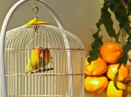 [Projeto de lei quer proibir confinamento de pássaros em gaiolas na Bahia]