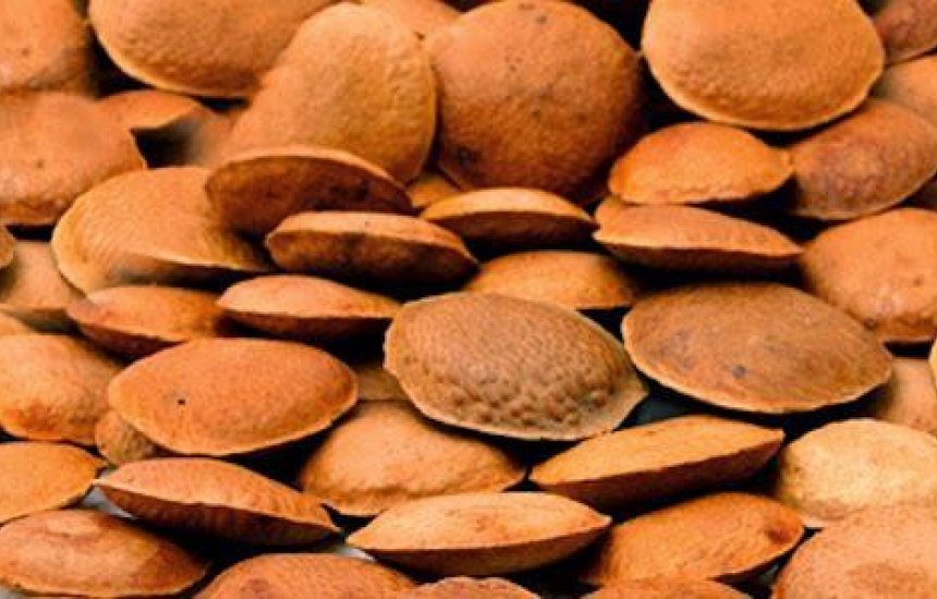 [Sementinha poderosa: quatro benefícios da semente de sucupira para saúde]