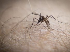 [Aedes pode transmitir virose 'nyong-nyong']