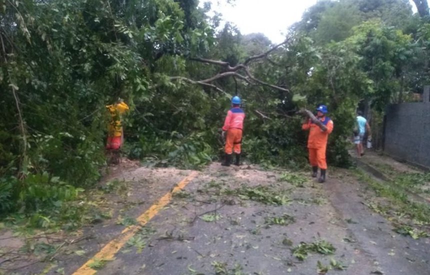 [Após forte chuva, Defesa Civil remove árvore caída no distrito de Camaçari]
