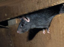 [Moradores solicitam presença da zoonose para combater grandes ratos em Camaçari]