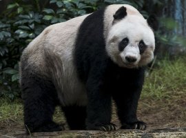 [Panda de 36 anos pode entrar para o livro dos recordes por longevidade]