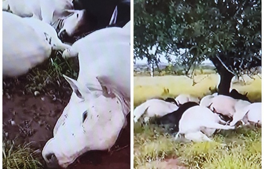 [Chuva de granizo mata dez vacas e deixa famílias desabrigadas no interior baiano]