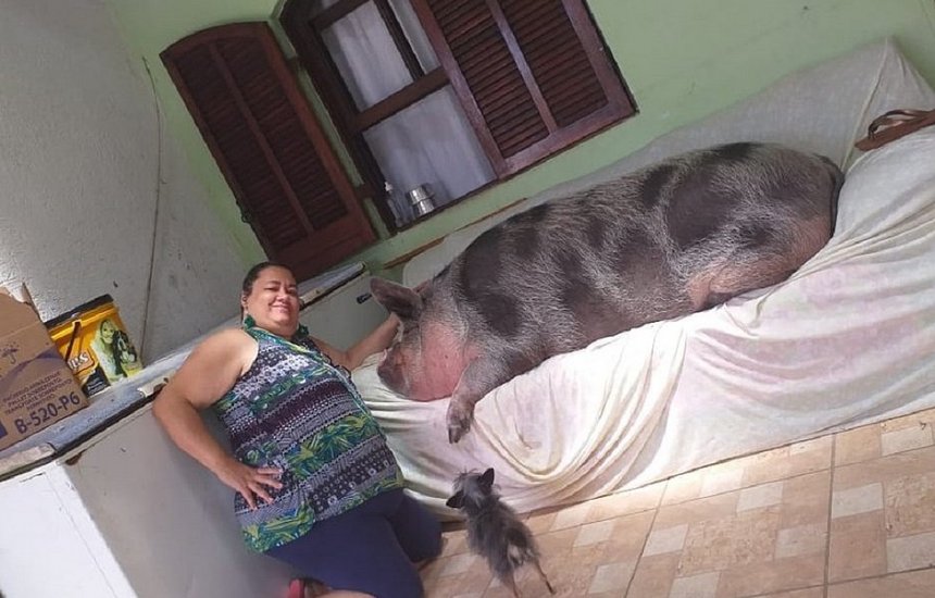 [Mulher é enganada ao comprar mini porco e agora tem pet de 250kg: 'Querem comê-la']