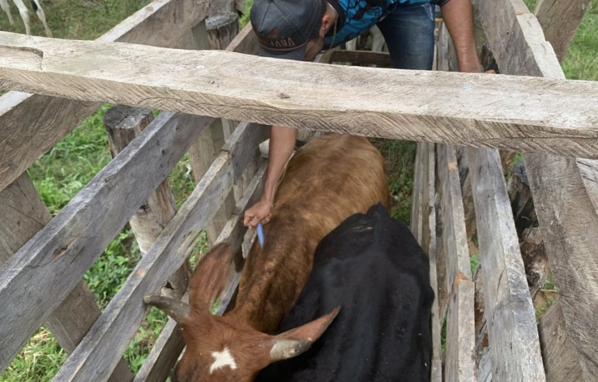 [Bahia vacina mais de 90% dos bovinos e bubalinos contra a febre aftosa em todo estado]