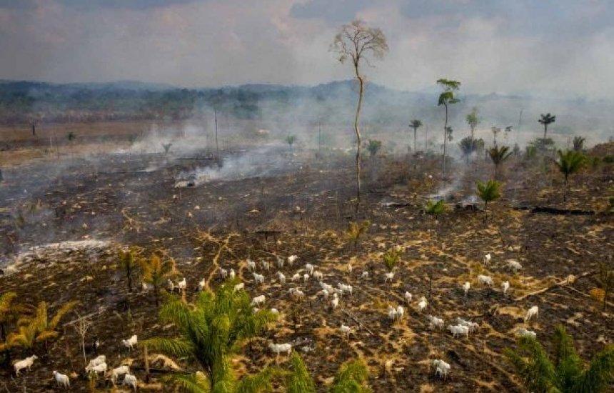 [Desmatamento na Amazônia bate recorde no primeiro trimestre de 2022]