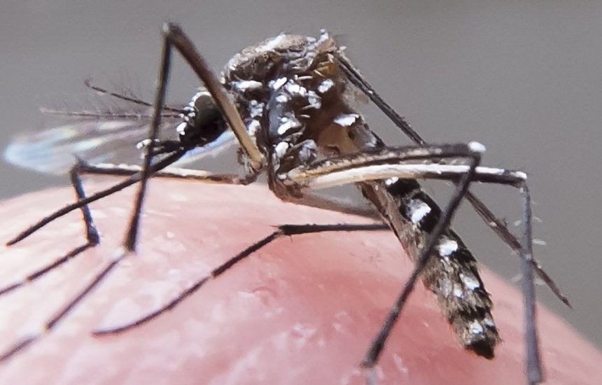 [Itabuna chega a 1,2 mil casos confirmados de dengue]