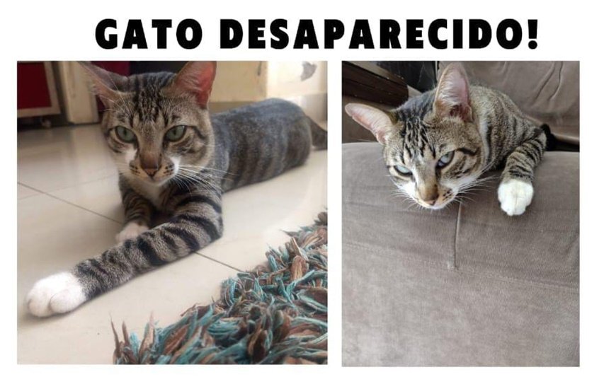 [Procura-se gato desaparecido no Jardim Brasília]