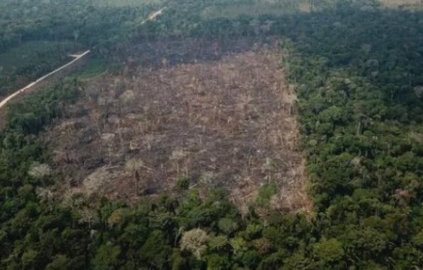 [Junho bate recorde de desmatamento ilegal na Amazônia pelo 3º ano]