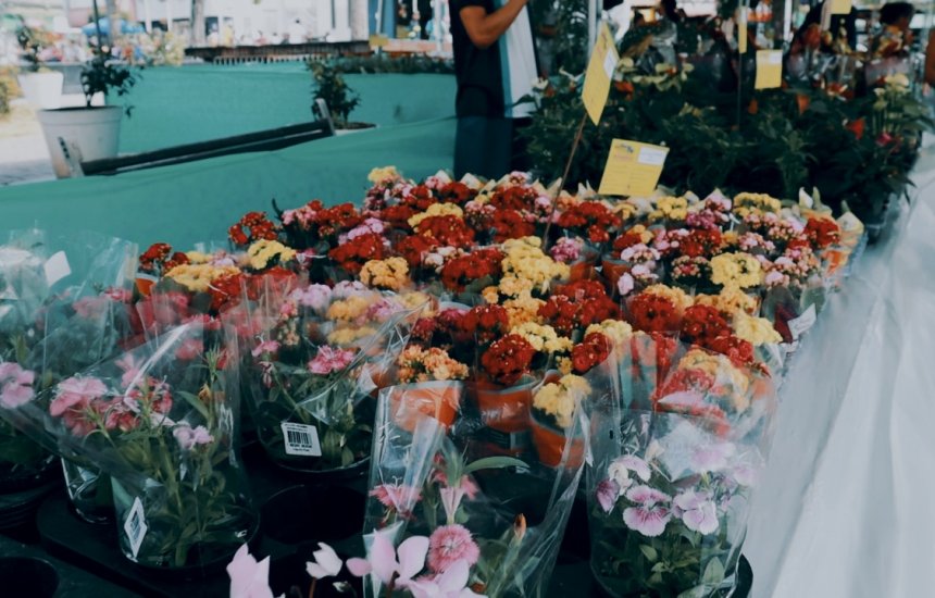 [Festival de Flores de Holambra acontece no Centro de Camaçari até domingo (07)]